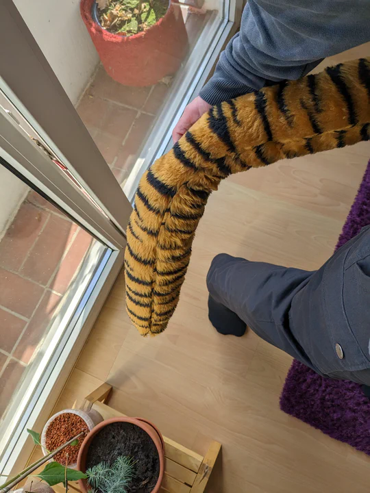Photo of the tiger tail behind me while I'm standing, holding it for the camera with one hand